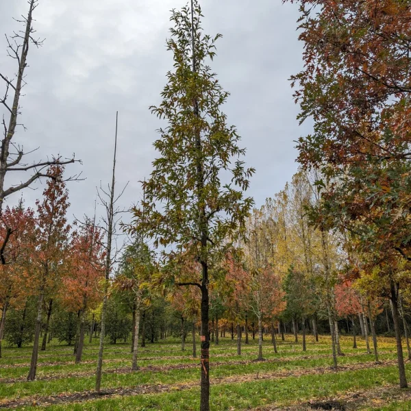 Quercus castaneifolia &ndash; Dub gaštanolistý