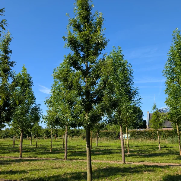 Quercus cerris 'Marvellous' &ndash; Dub cérový