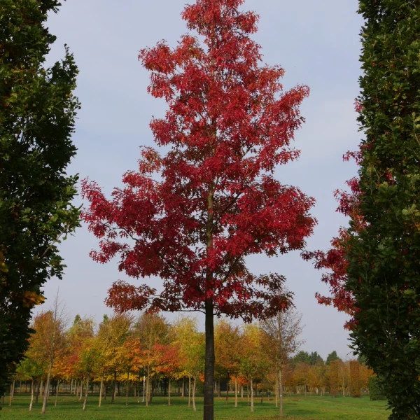 Quercus coccinea 'Splendens' &ndash; Dub šarlátový 'Splendens'