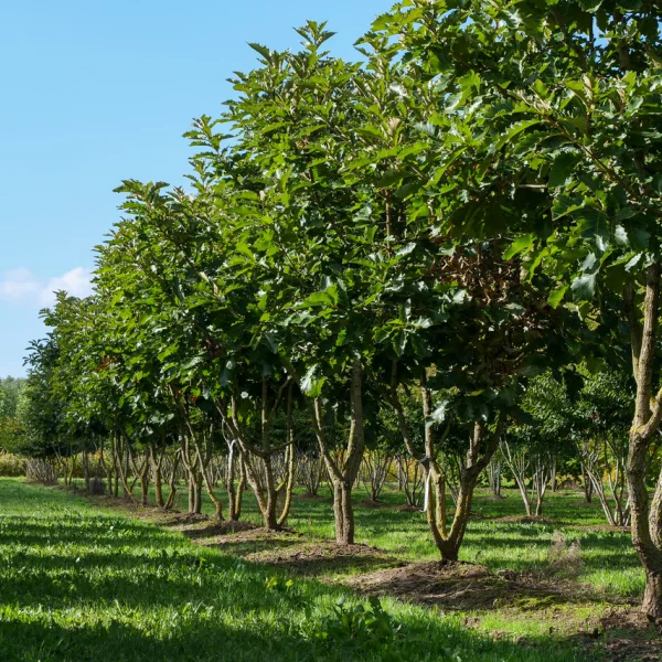 Quercus dentata 'Carl Ferris Miller' &ndash; Dub zúbkatý 'Carl Ferris Miller'