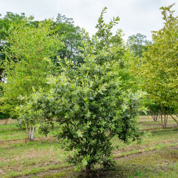 Quercus ithaburensis 'Hemelrijk Silver' &ndash; dub táborský
