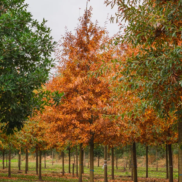 Quercus imbricaria &ndash; Dub škridlicový