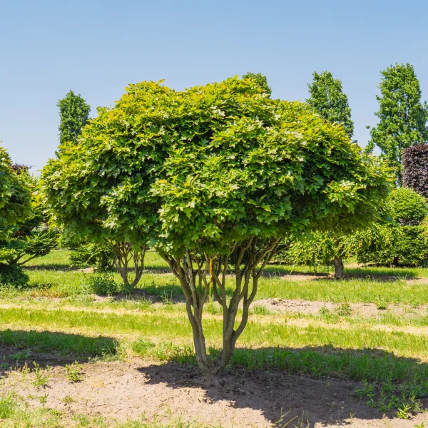 Quercus palustris 'Green Dwarf' &ndash; Dub močiarny 'Green Dwarf' (Zelený trpaslík)