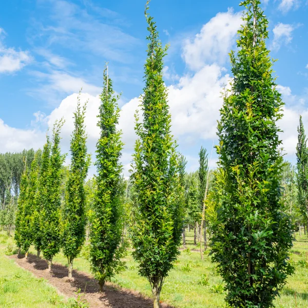 Quercus palustris GREEN PILLAR ('Pringreen') &ndash; Dub močiarny