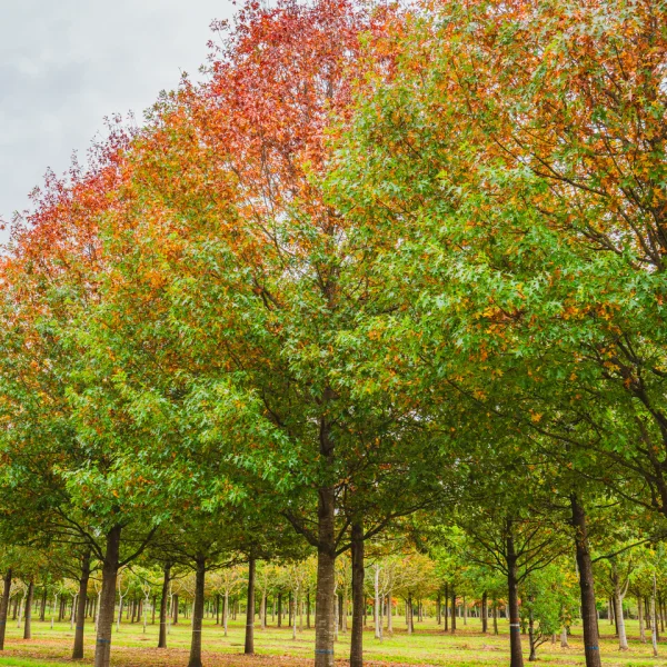 Quercus palustris 'Helmond's Red Globe' &ndash; Dub močiarny