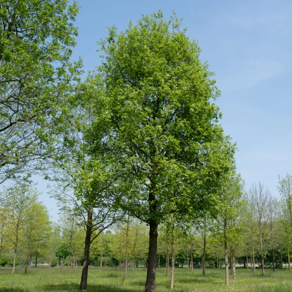 Quercus pubescens &ndash; Dub plstnatý