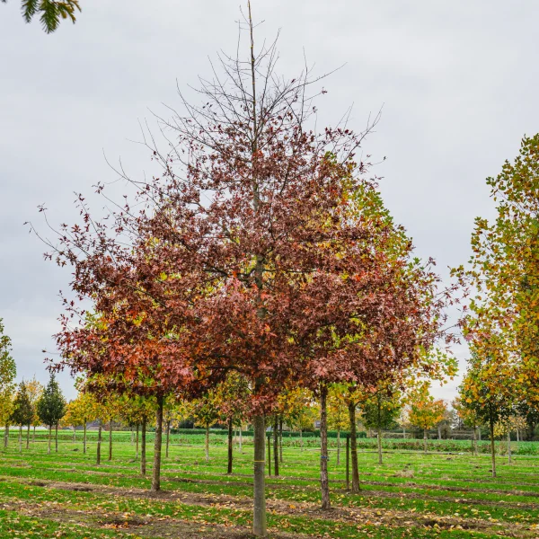 Quercus palustris TREEVOLUTION® 'Woodside Splendor' &ndash; Quercus palustris 'Woodside Splendor'