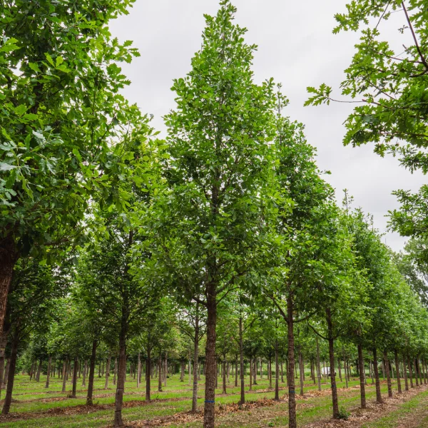 Quercus ×macdanielii HERITAGE ('Clemons') &ndash; Dub 'Heritage' (Clemons)
