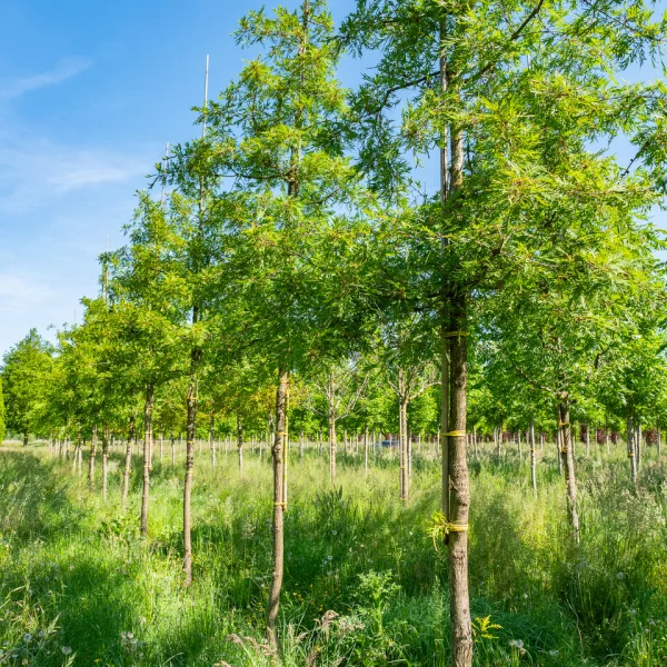 Quercus robur 'Pectinata' &ndash; Dub letný 'Pectinata'