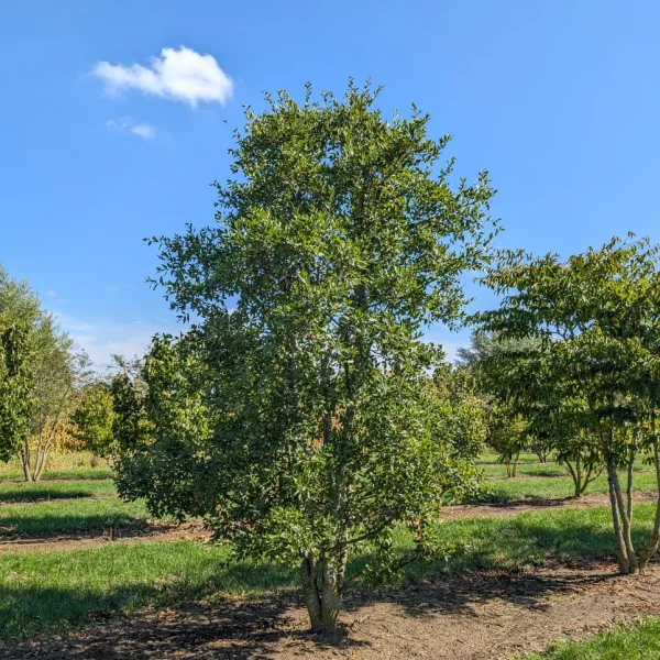 Quercus trojana &ndash; Macedónsky dub