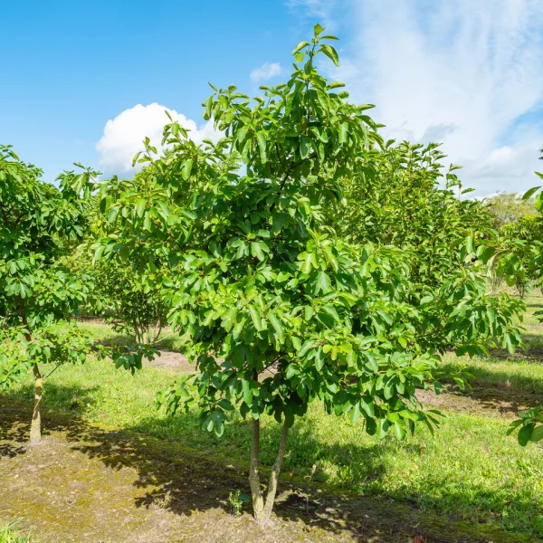 Sassafras albidum &ndash; Sassafras belavý