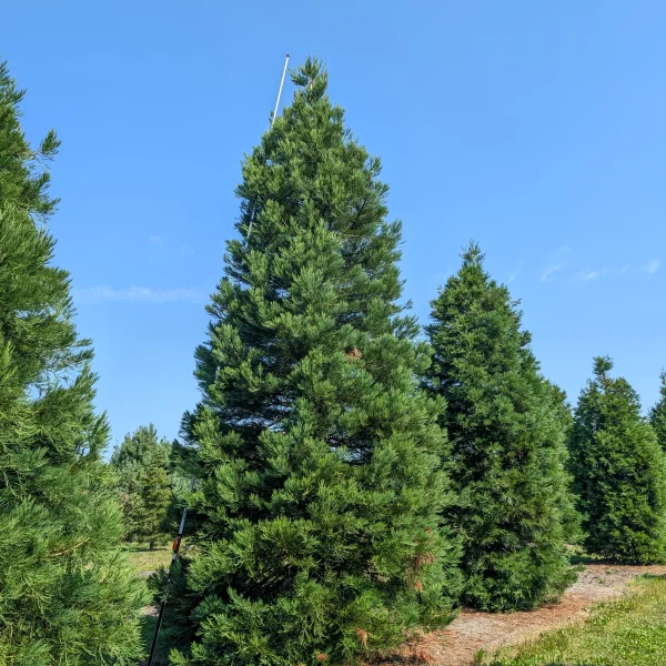 Sequoiadendron giganteum &ndash; Sekvojovec mamutí
