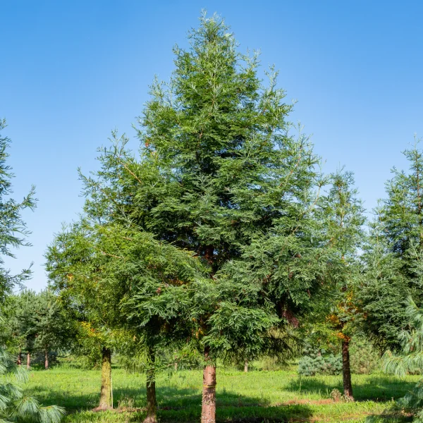 Sequoia sempervirens 'Winter Blue' &ndash; Sekvoja vždyzelená 'Winter Blue'