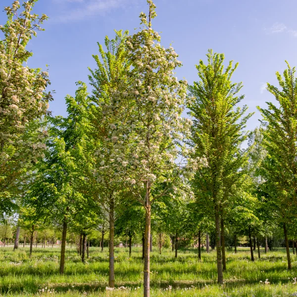 Sorbus aria 'Magnifica' &ndash; Jarabina mukyňová