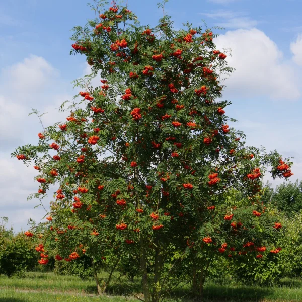 Sorbus aucuparia &ndash; jarabina vtáčia
