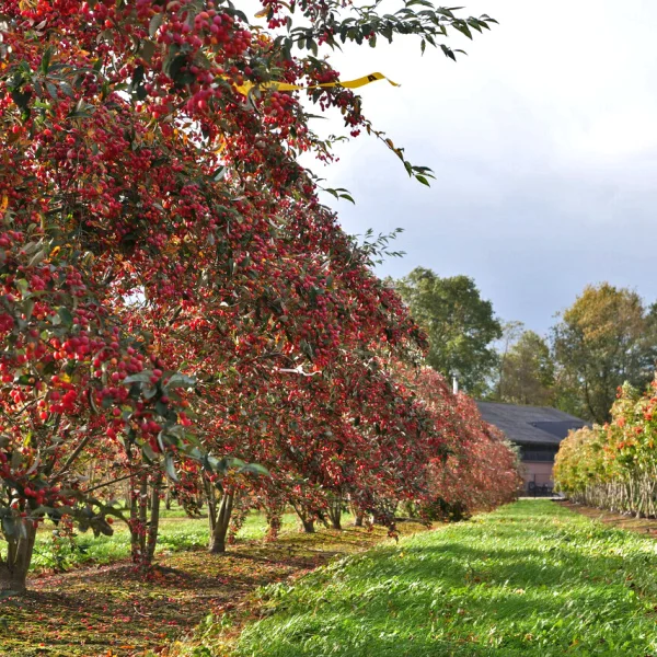 Sorbus folgneri 'Emiel' &ndash; jarabina Folgnerova