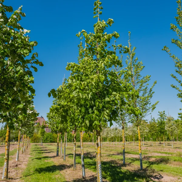 Tilia americana 'Moltkei' &ndash; Lipa americká 'Moltkei'