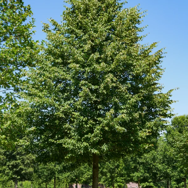 Tilia cordata 'Greenspire' &ndash; Lípa malolistá 'Greenspire'