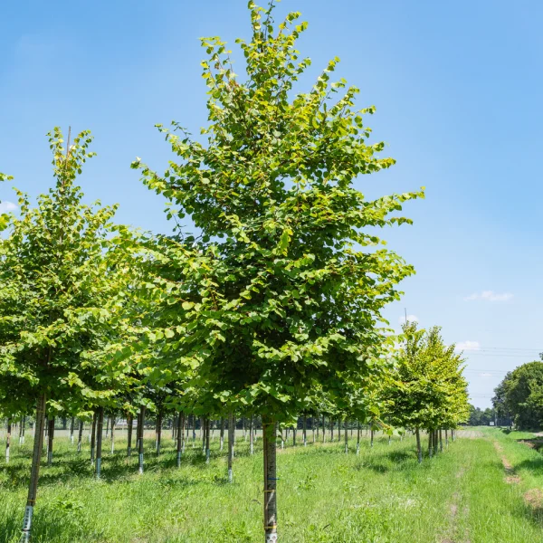 Tilia cordata 'Winter Orange' &ndash; Lípa malolistá 'Winter Orange'