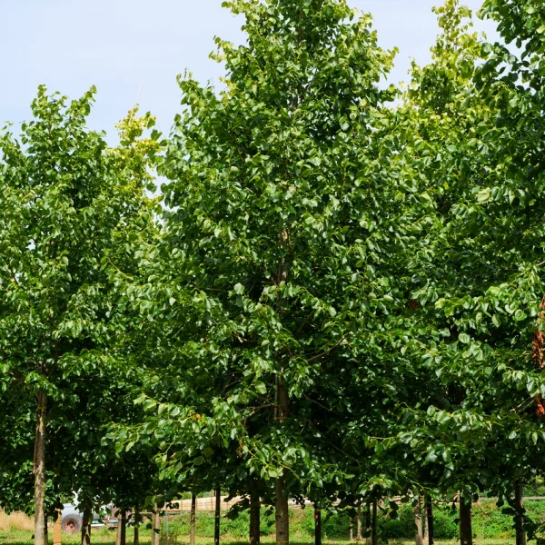 Tilia ×europaea 'Euchlora' &ndash; lípa zelenkastá
