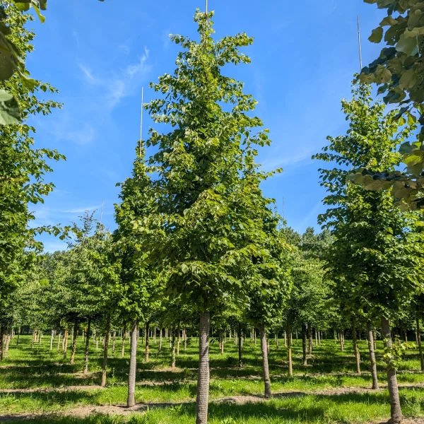 Tilia ×flavescens 'Glenleven' &ndash; lipa 'Glenleven'