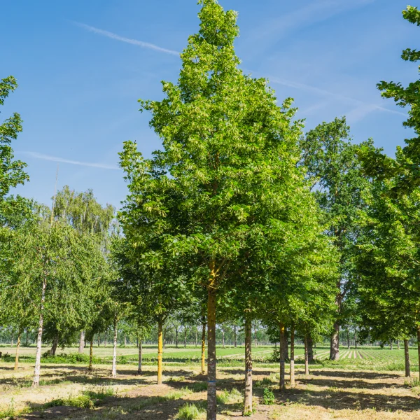 Tilia platyphyllos 'Örebro' &ndash; lipa veľkolistá