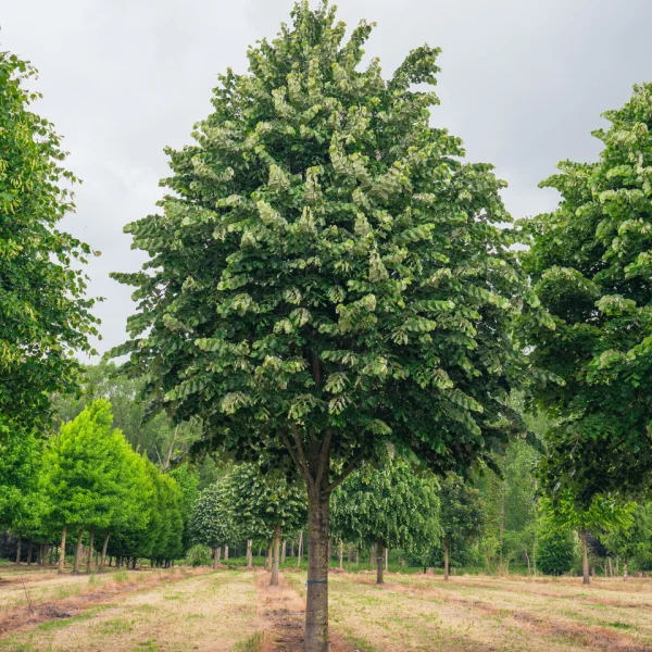 Tilia tomentosa 'Brabant' &ndash; lípa strieborná 'Brabant'