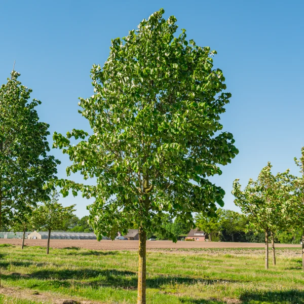 Tilia tomentosa 'Doornik' &ndash; lípa striebristá 'Doornik'
