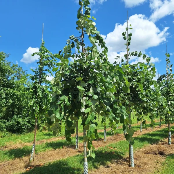 Tilia tomentosa 'Pendula' &ndash; Lípa striebristá 'Pendula'