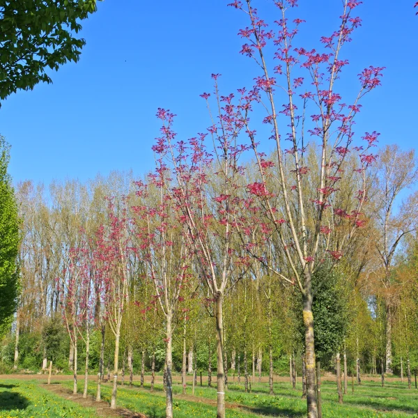Toona sinensis 'Flamingo' &ndash; Cesnakovník čínsky
