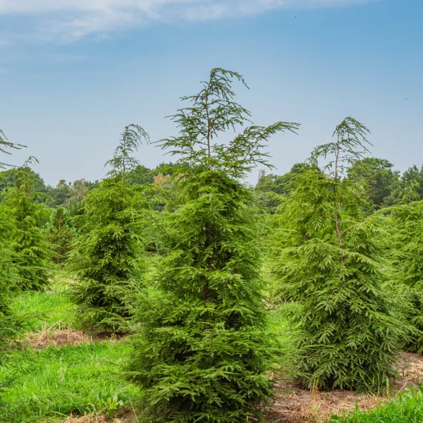 Tsuga canadensis – Jedľovec kanadský