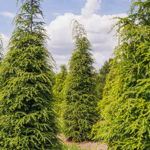 Tsuga canadensis &ndash; Jedľovec kanadský