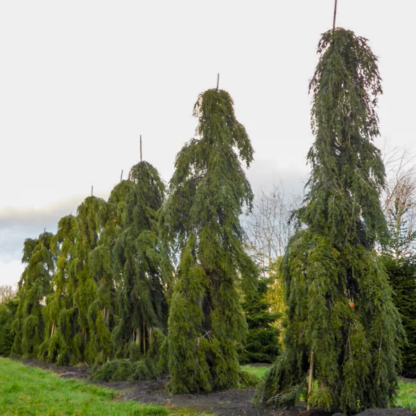 Tsuga canadensis 'Pendula' &ndash; Jedľovec kanadský 'Pendula'