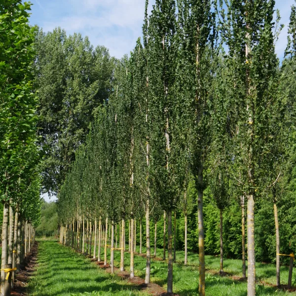 Ulmus 'Columella' – Brest 'Columella'