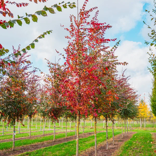 Ulmus 'Frontier' &ndash; jilm 'Frontier'