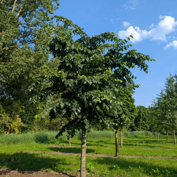 Ulmus glabra 'Pendula' &ndash; Brest horský 'Pendula'