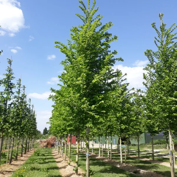 Ulmus LUTECE ('Nanguen') &ndash; jilm LUTECE ('Nanguen')