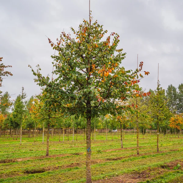 Ulmus minor 'Cloud Corky' &ndash; brest hrabolistý 'Cloud Corky'