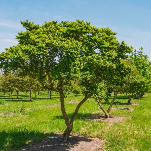 Ulmus minor 'Jacqueline Hillier' &ndash; brest hrabolistý 'Jacqueline Hillier'