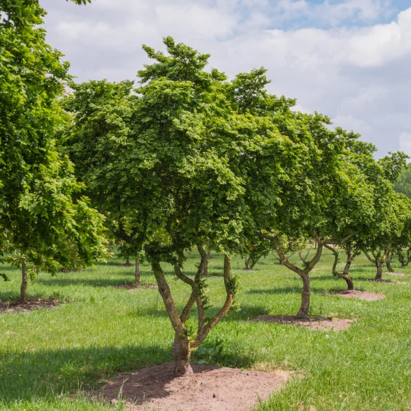 Ulmus minor 'Jacqueline Hillier' &ndash; brest hrabolistý 'Jacqueline Hillier'