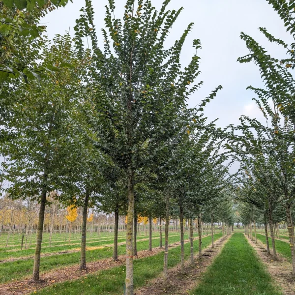 Ulmus VADA ('Wanoux') &ndash; jilm Vada ('Wanoux')