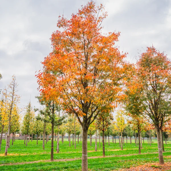 Zelkova serrata GREEN VASE ('Flekova') &ndash; Zelkova ostrolistá