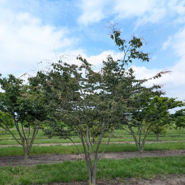 Zelkova serrata 'Variegata' &ndash; Zelkova ostrolistá 'Variegata'