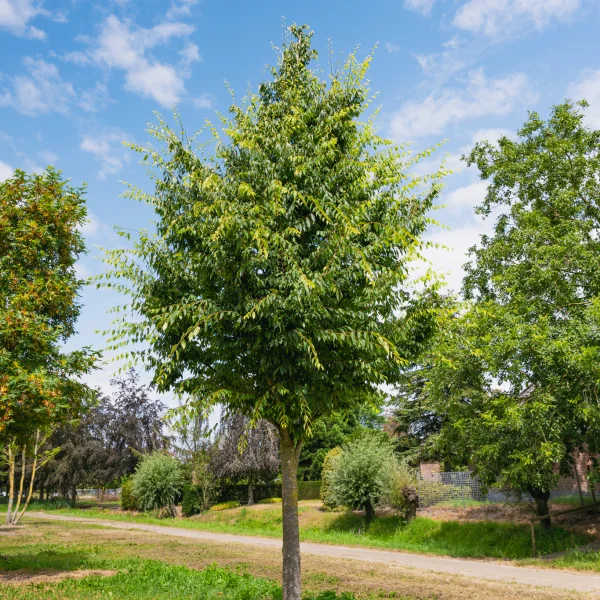 Zelkova serrata 'Village Green' &ndash; Zelkova ostrolistá
